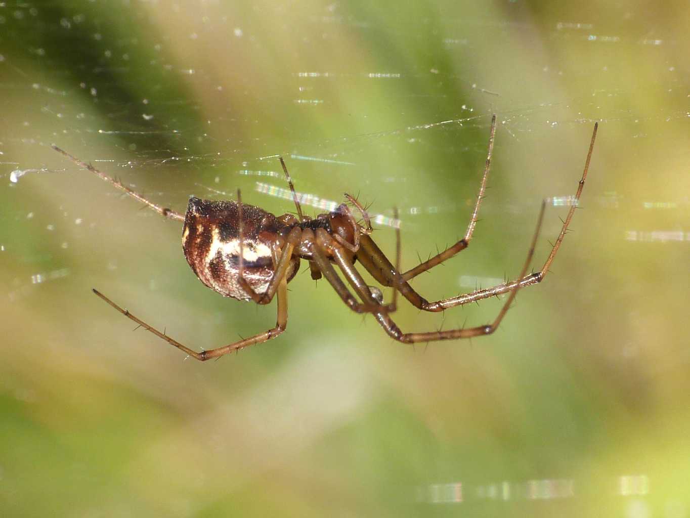 Linyphia triangularis - Villetta Barrea (AQ)